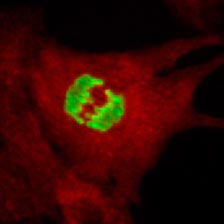 cytoimagINing